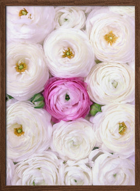 Singular ranunculus in hot pink Poster