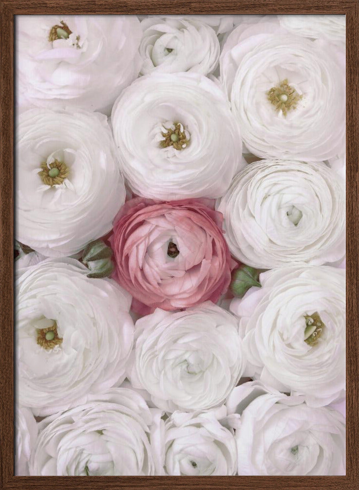 Singular ranunculus in blush Poster