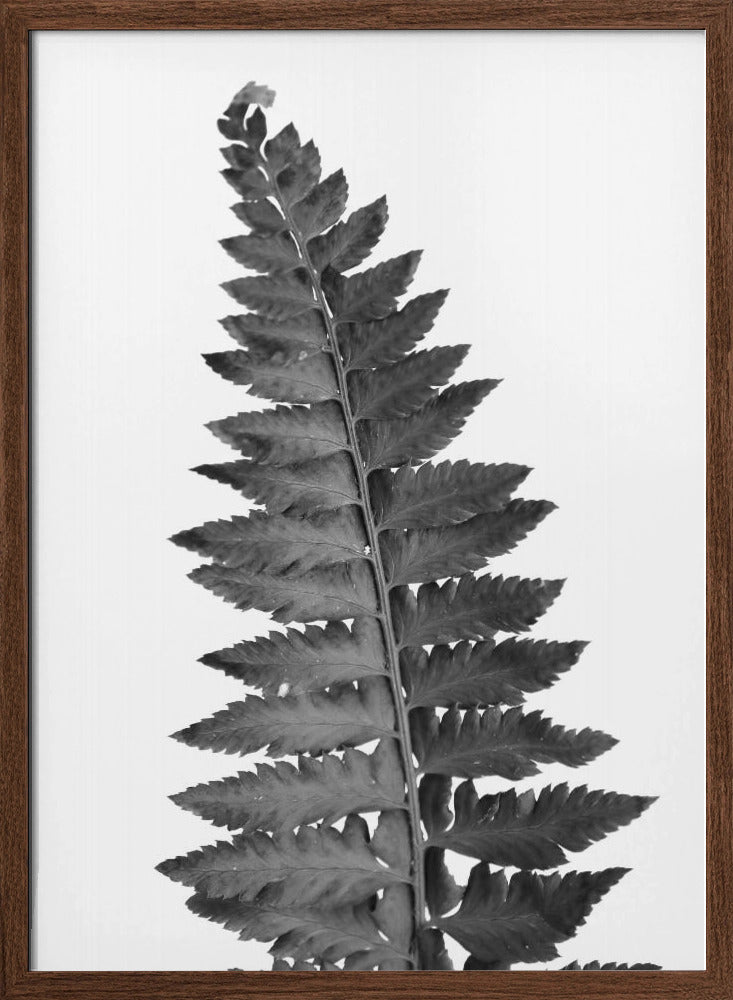 Gray fern leaf Poster