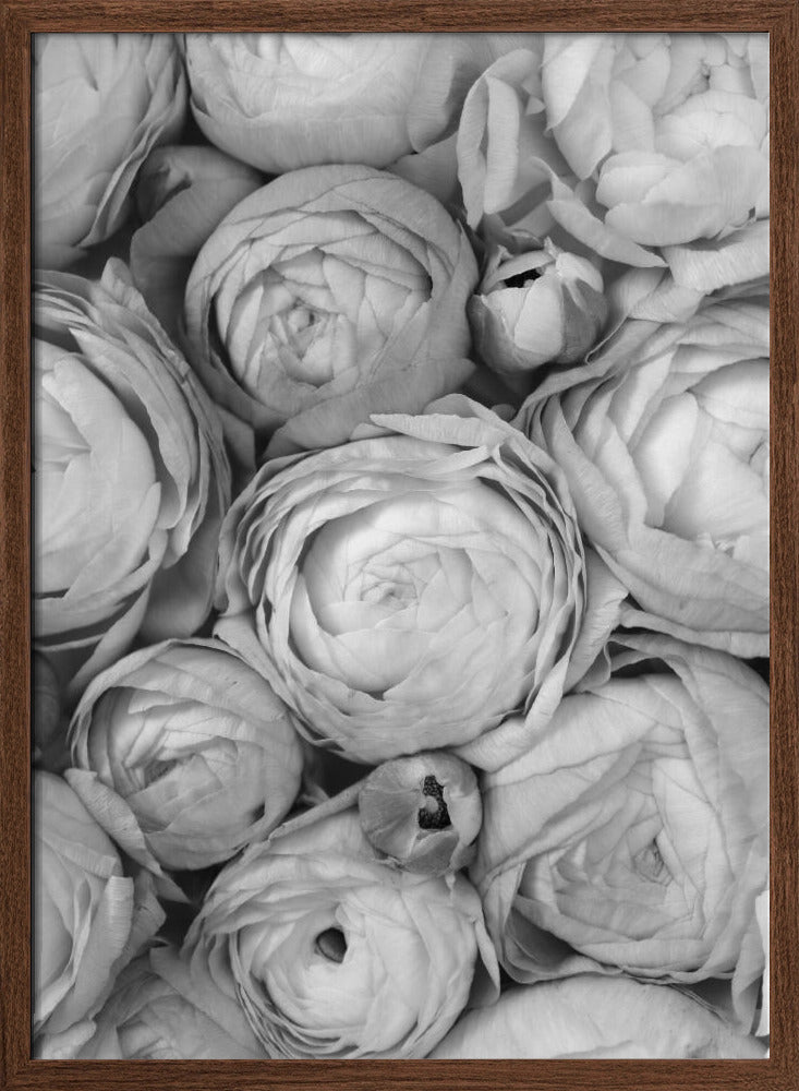 Gray ranunculus Poster