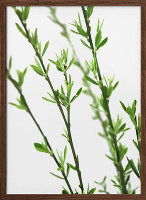 Green dainty branch Poster