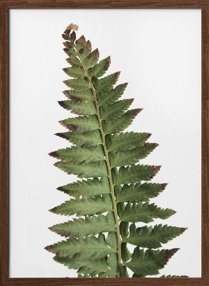 Green fern Poster