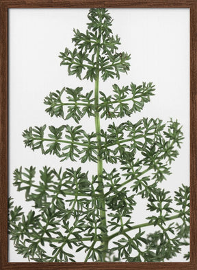 Green dainty leaves Poster