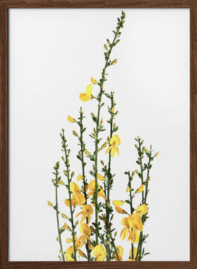 Yellow blooms Poster