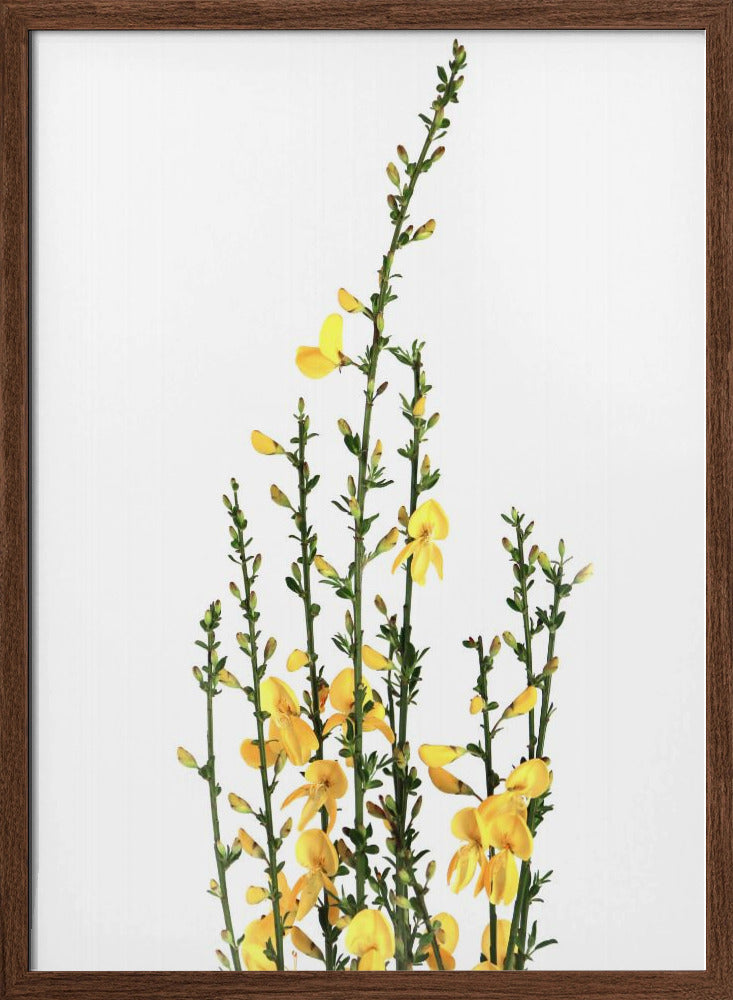 Yellow blooms Poster