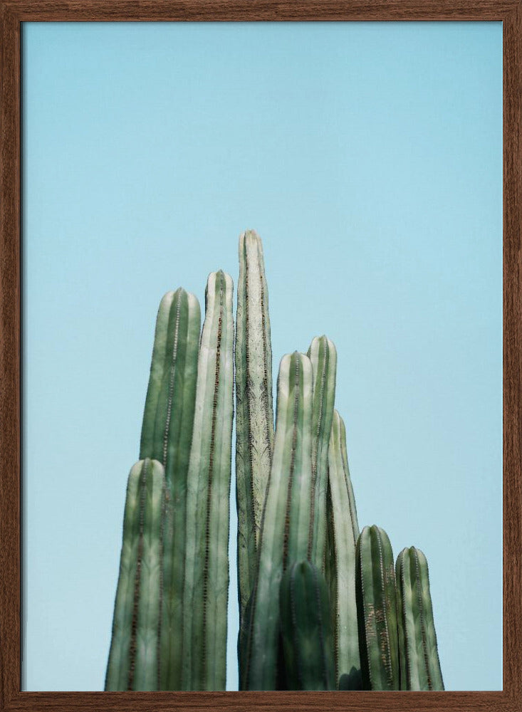 Cacti Poster