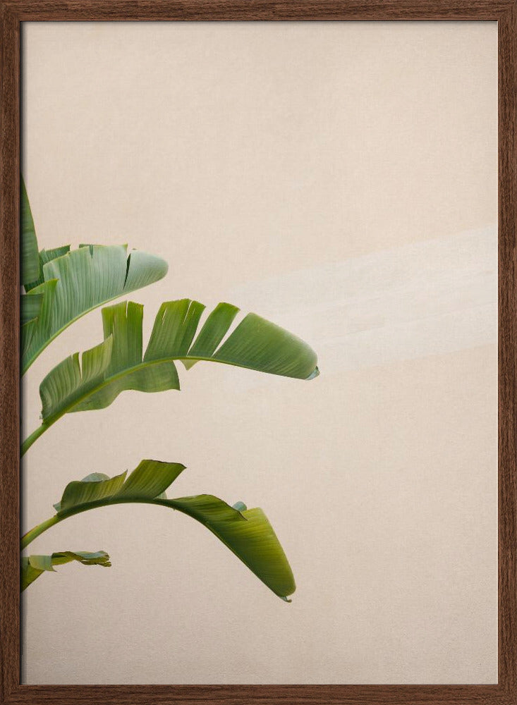 Cannes Banana Plant Poster