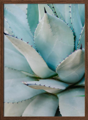 Succulent Green Poster