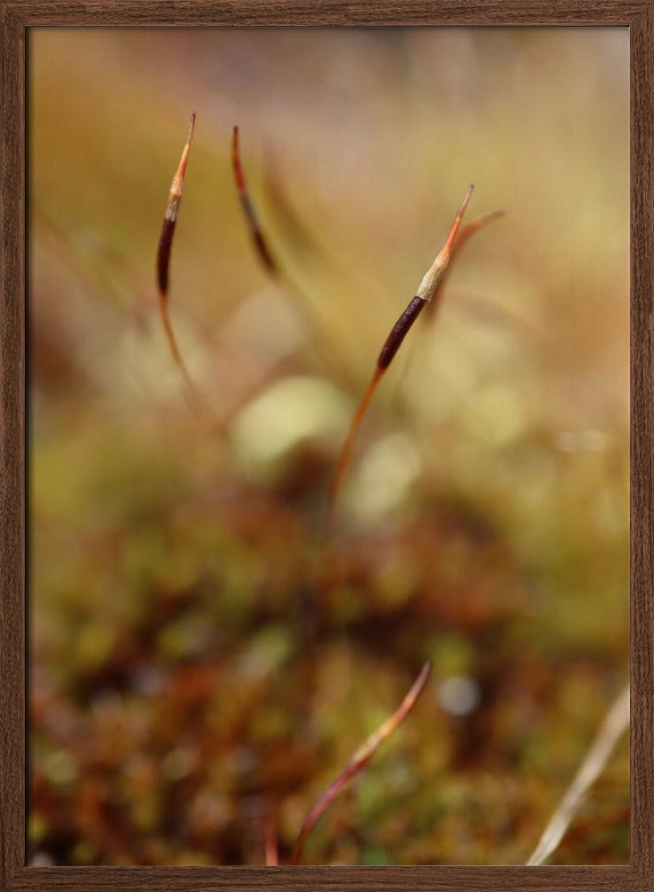 Magic stamen Poster