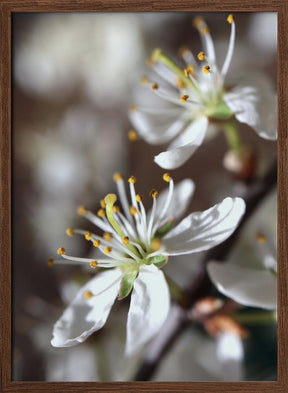 Spring blooms I Poster