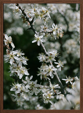 Spring blooms III Poster