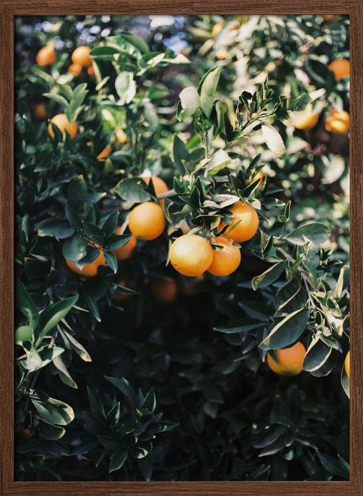 Marrakesh Oranges Poster