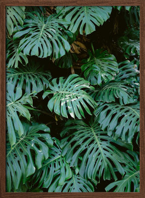 Monstera wall in Lisbon Poster