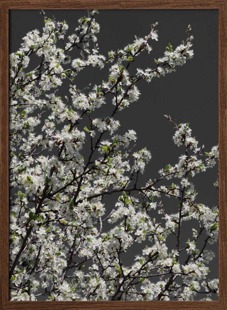 Spring branches Poster