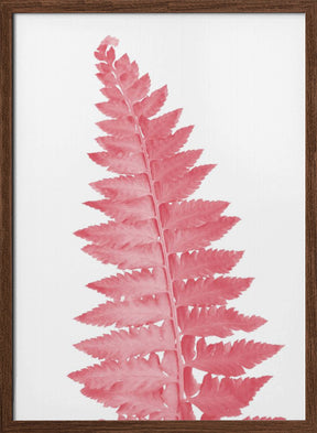 Pink fern leaf Poster