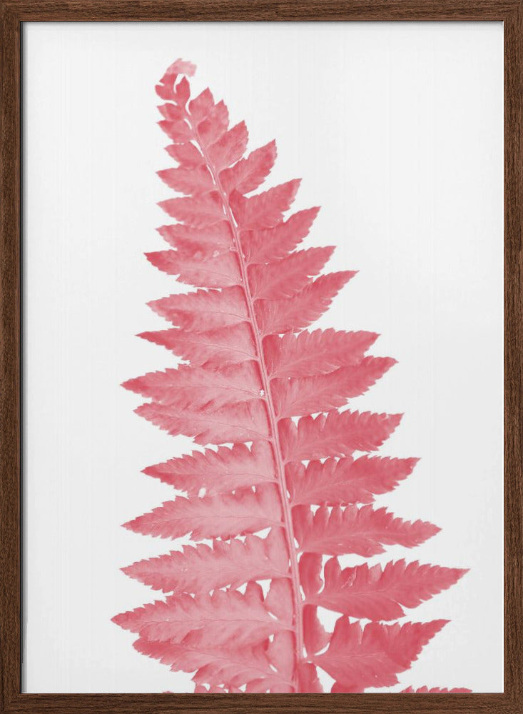 Pink fern leaf Poster