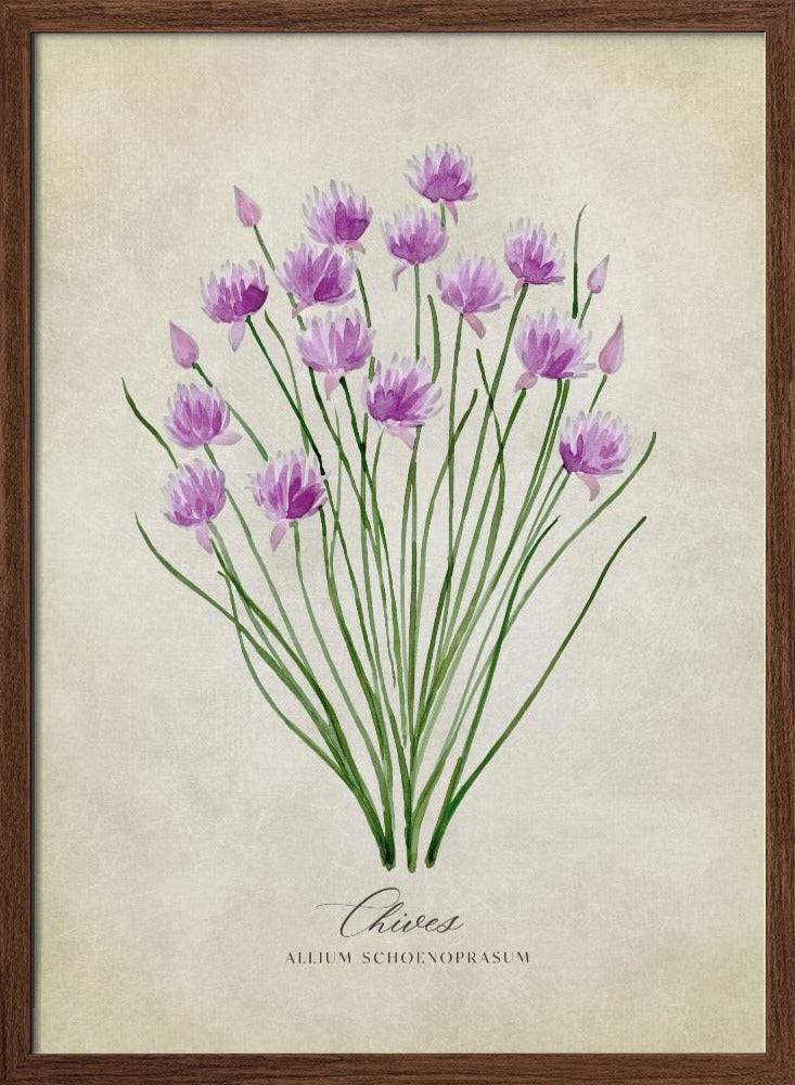 Chives vintage Poster