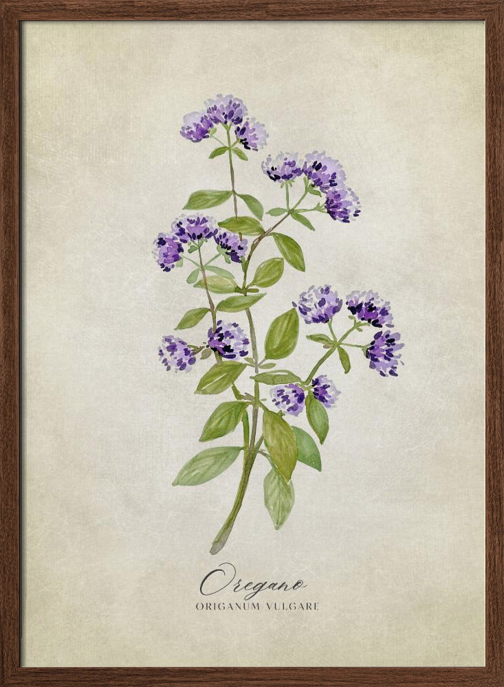 Oregano vintage Poster