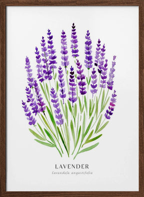 Lavender I Poster