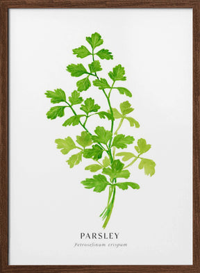 Parsley I Poster