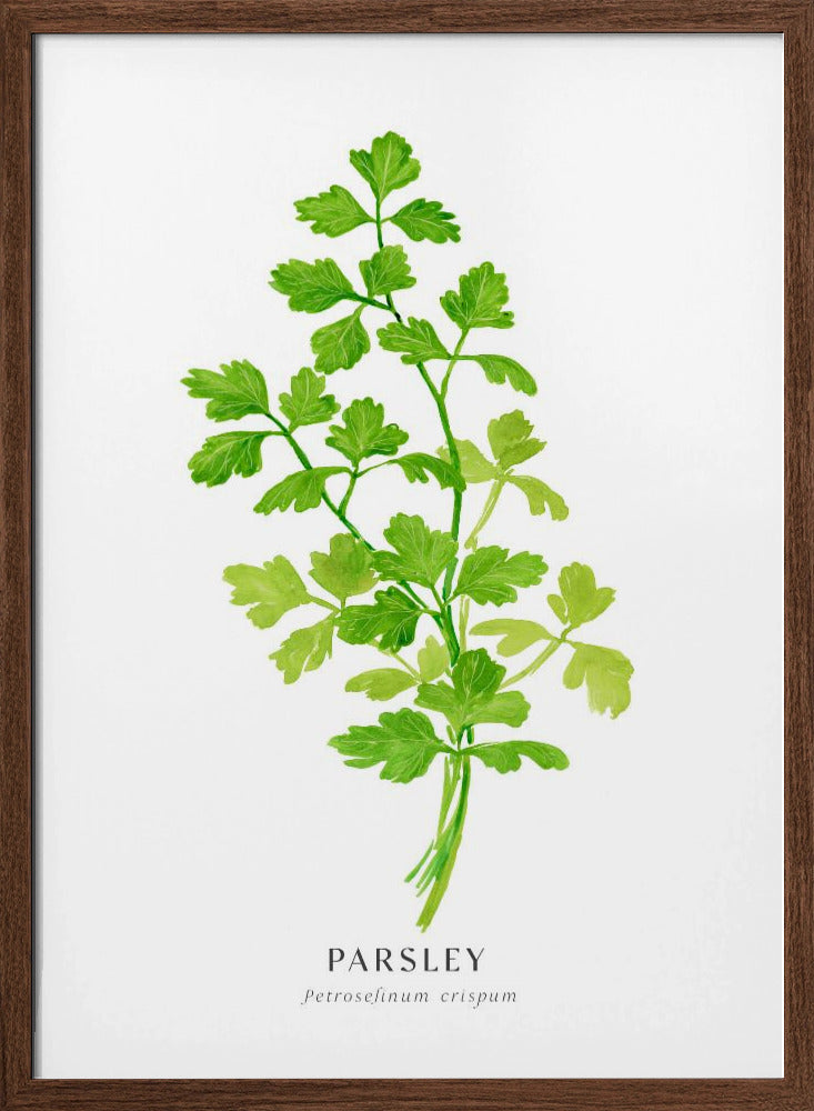 Parsley I Poster