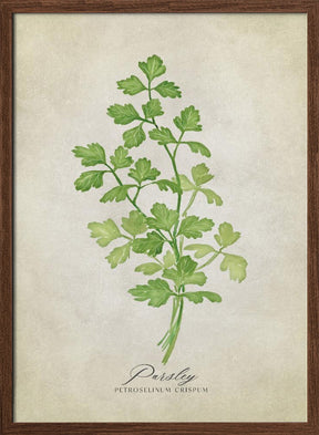 Parsley vintage Poster