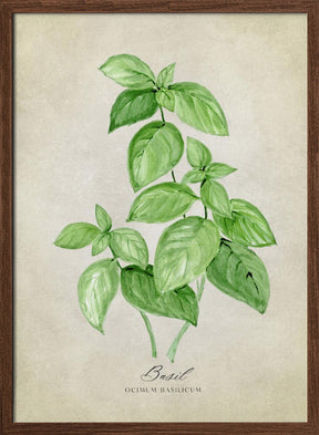 Basil vintage Poster