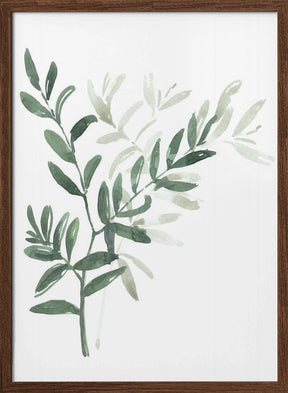 Watercolor laurel branch Poster