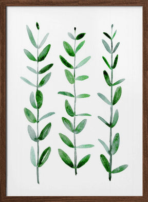 Watercolor eucalyptus parvifolia Poster