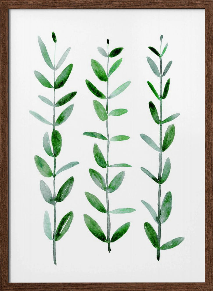 Watercolor eucalyptus parvifolia Poster