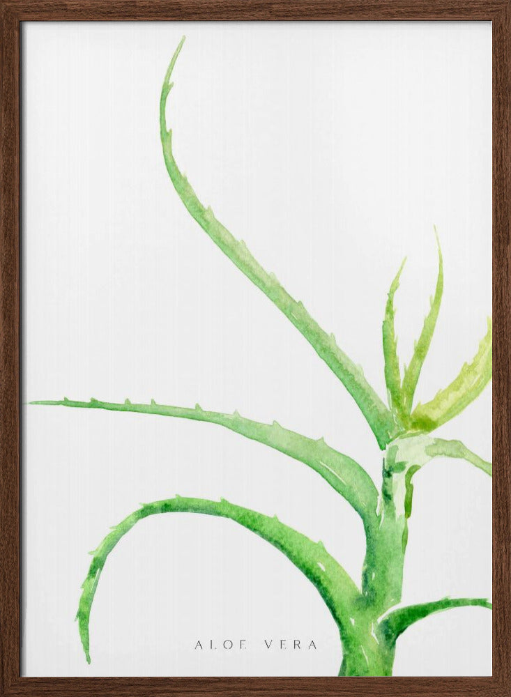 Watercolor aloe vera Poster