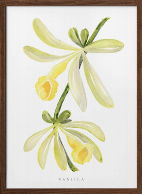 Watercolor vanilla orchid Poster