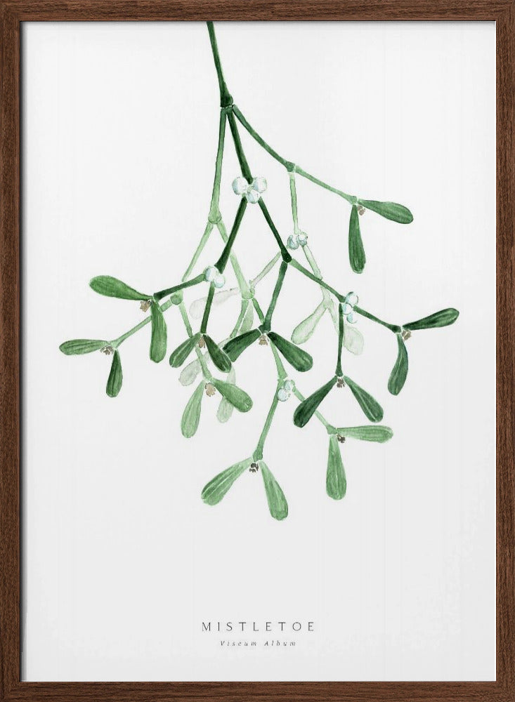 Watercolor mistletoe Poster