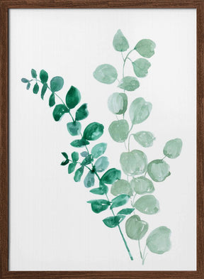 Two eucalyptus branches Poster