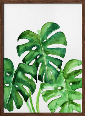 Monstera leaves in loose watercolor Poster