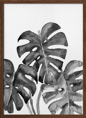 Monstera Leaves In Loose Watercolor Black and White Poster