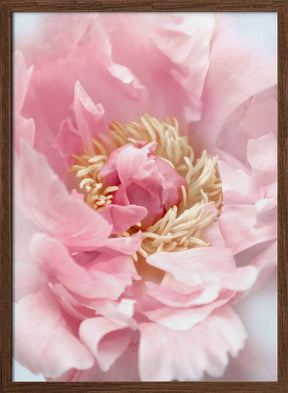 Blush peony I Poster