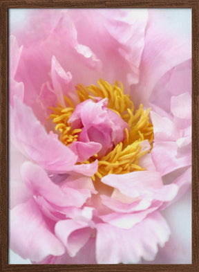 Pink peony I Poster