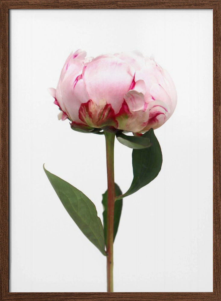 Pink peony II Poster