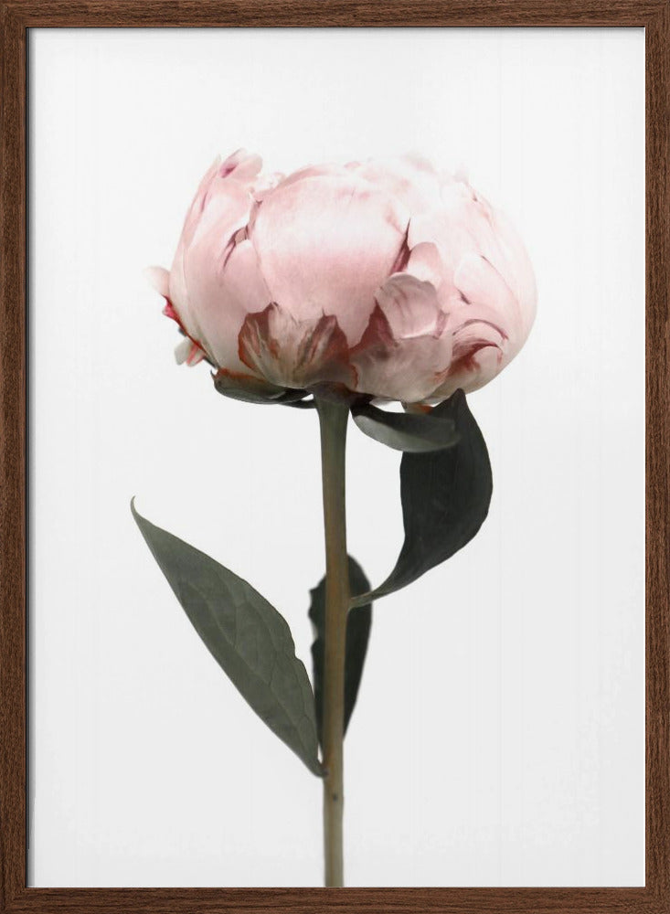 Blush peony II Poster