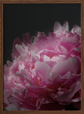 Moody pink peony I Poster