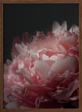 Moody blush peony I Poster