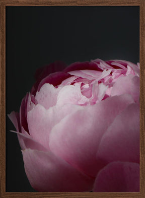 Moody pink peony II Poster