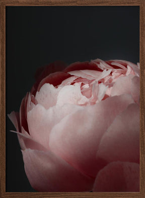 Moody blush peony II Poster