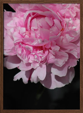 Pink peony V Poster