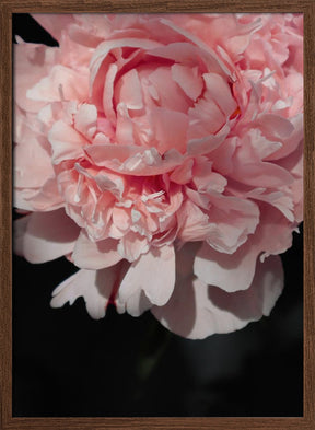 Blush peony V Poster