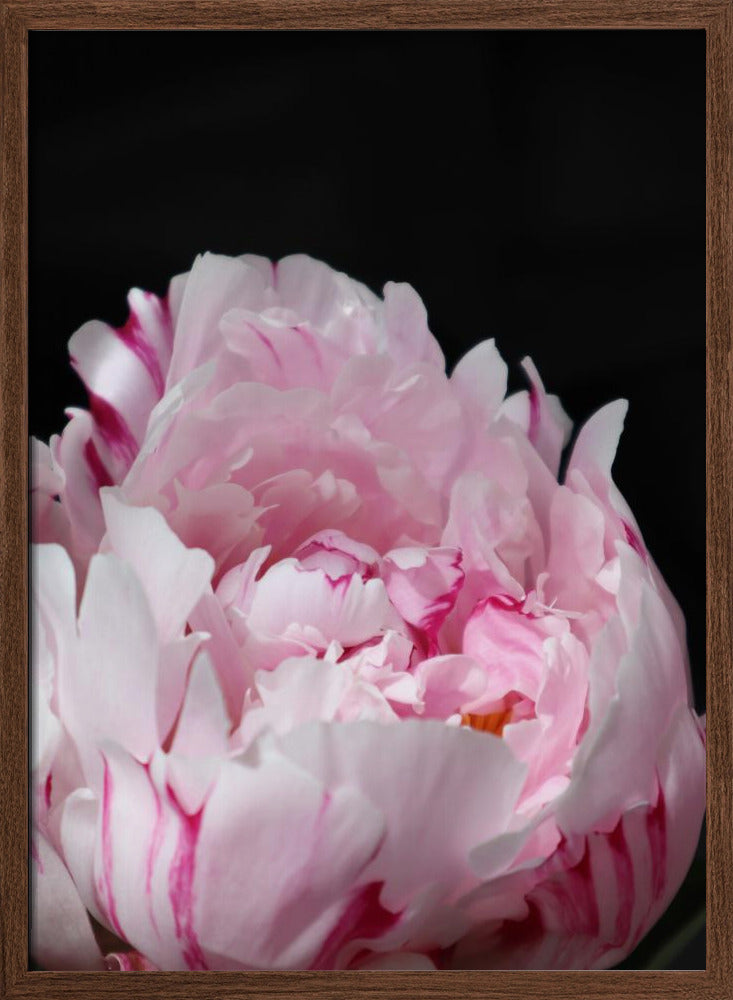 Pink peony VIII Poster