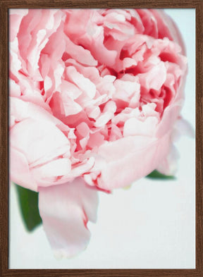 Blush peony VII Poster