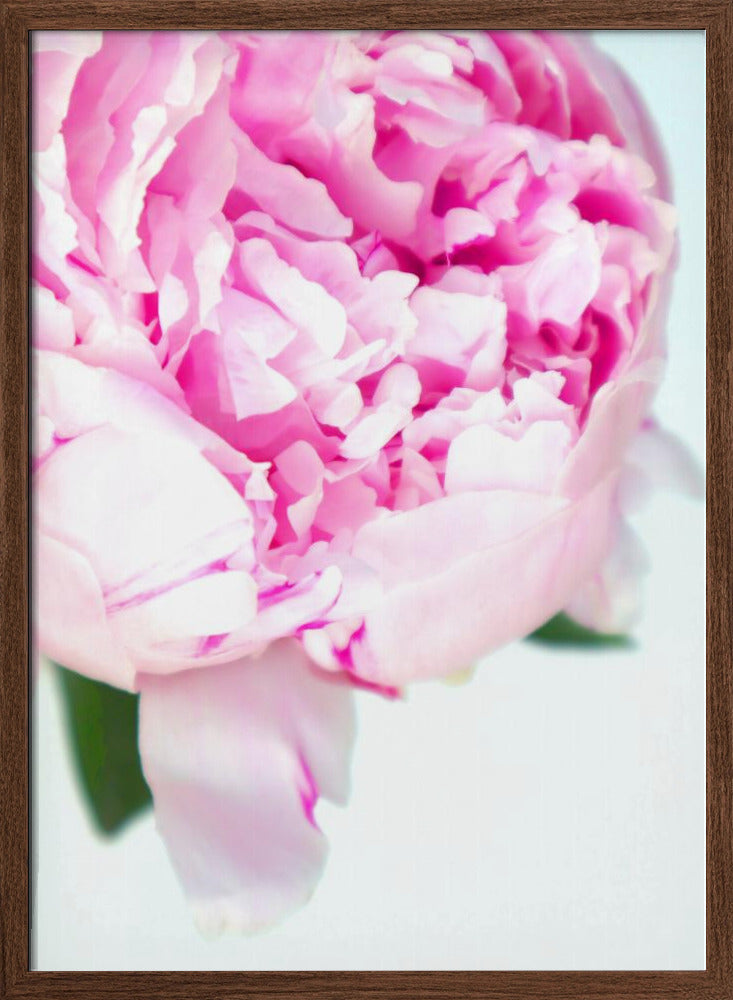 Pink peony VII Poster