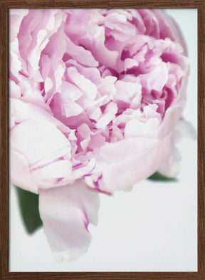 Subdued peony VII Poster